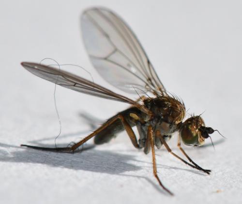 Syntormon sp.